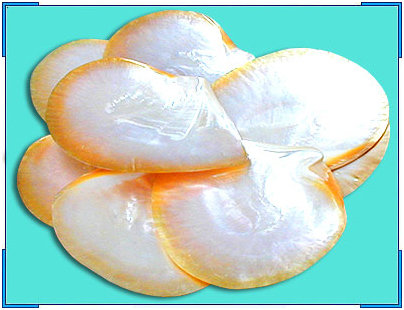 Philippine Exporter mop shell chips